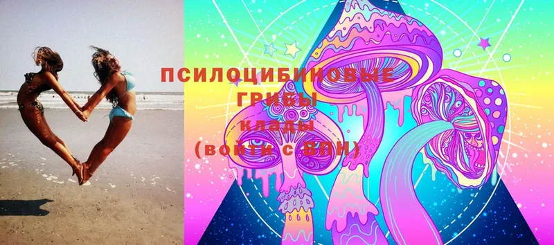 цены   Саранск  Псилоцибиновые грибы Magic Shrooms 